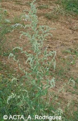 chénopode blanc plante